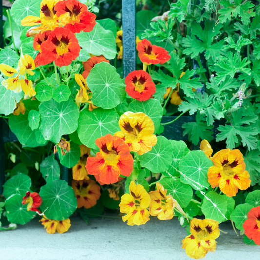 many brightly coloured Alaska mix nasturtium flowers with yellow and orange petals surrounded by bright green leaves in an outdoor green setting