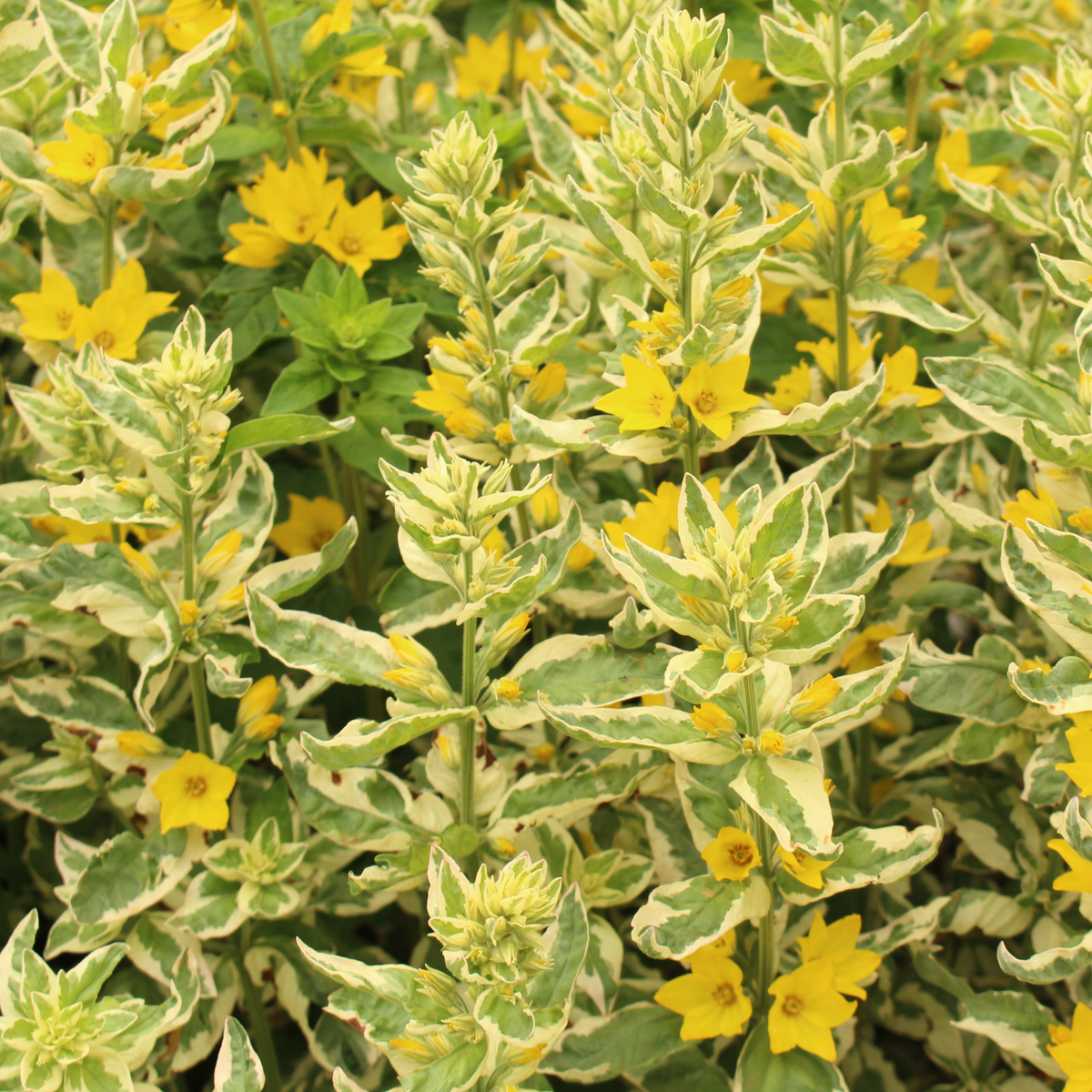 Variegated yellow-flowered Alexander loosestrife plants with green and cream variegated leaves, densely packed together.