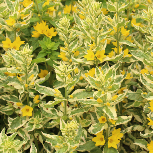 Variegated yellow-flowered Alexander loosestrife plants with green and cream variegated leaves, densely packed together.