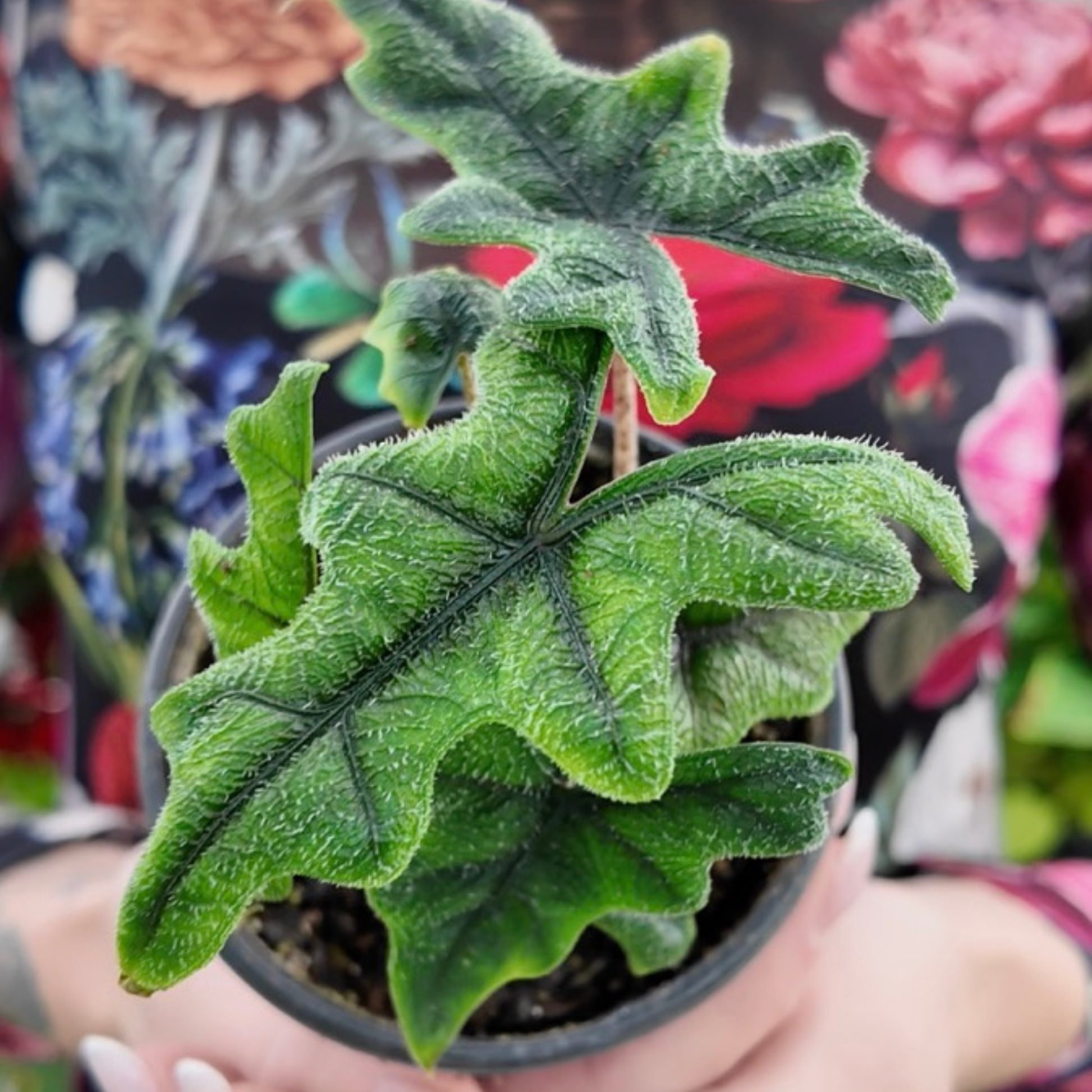 Potted Alocasia Jacklyn plant with deep green leaves and textured leaves held by a person with a floral patterned background