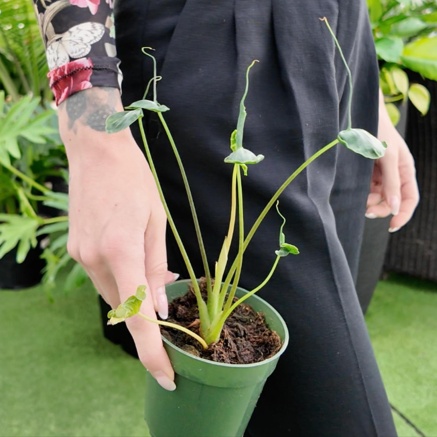 a picture of a woman holding an Alocasia Teletubbie plant with green leaves in a greenhouse setting 