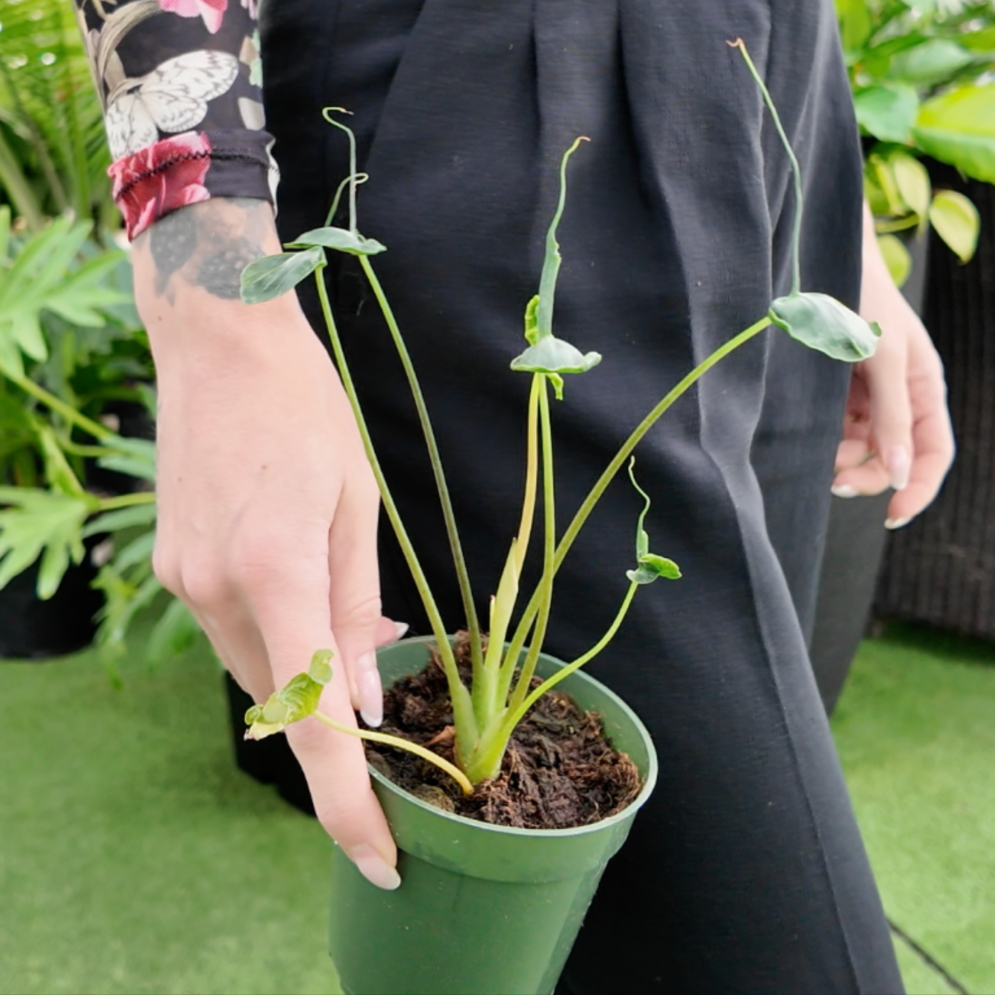 a picture of a woman holding an Alocasia Teletubbie plant with green leaves in a greenhouse setting 