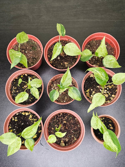 A collection of young Alocasia Cucullata variegated plants in red pots, displaying heart-shaped leaves with creamy-white variegation.