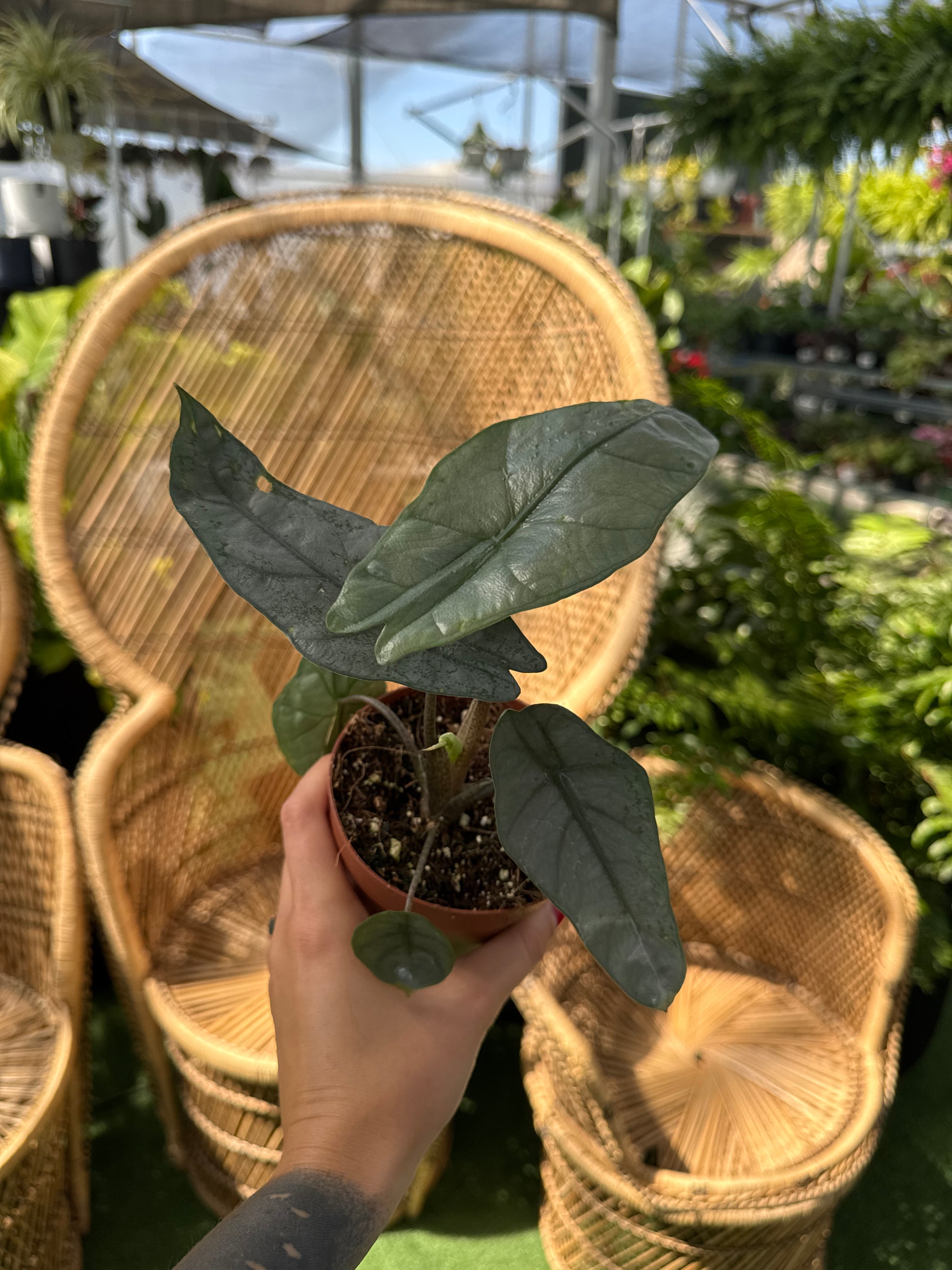 dragon's breath plant in pots Alocasia Dragons Breath – Urbane Eight Inc