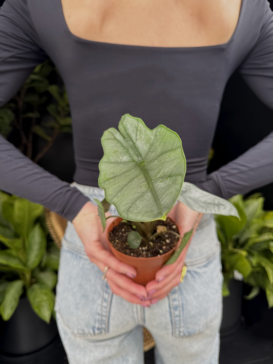 Person holding a potted Alocasia Dragons Breath plant with a blurred background