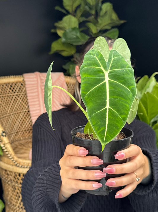 Person holding a potted plant with green leaves against a blurred background