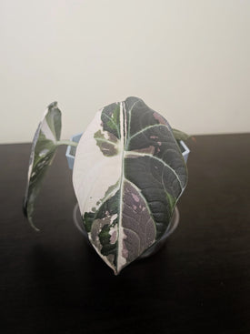 /products/alocasia-maharani-variegated