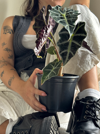 Person holding a potted Alocasia Polly plant with dark green leaves