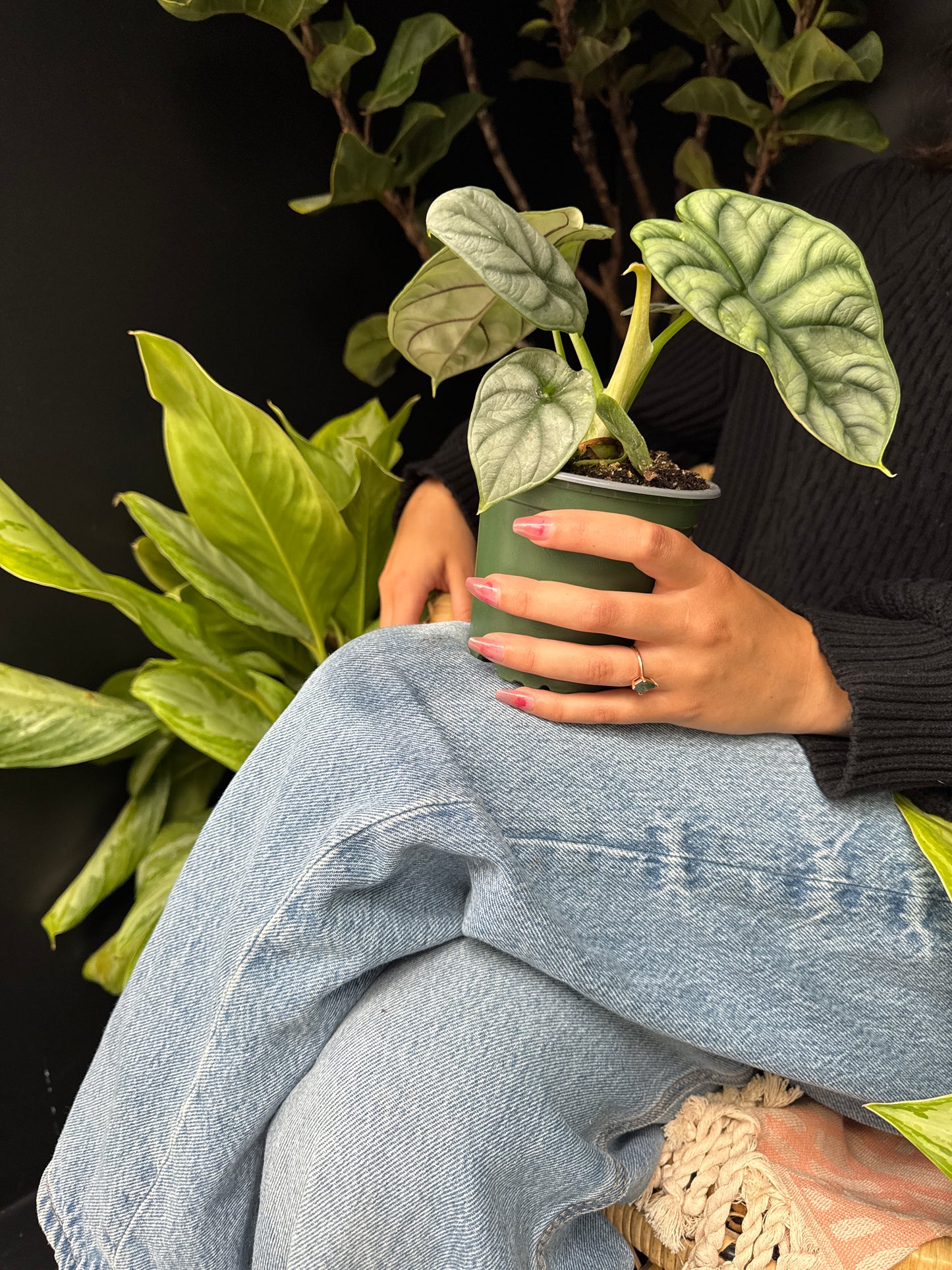 a person holding an alocasia silver dragon plant