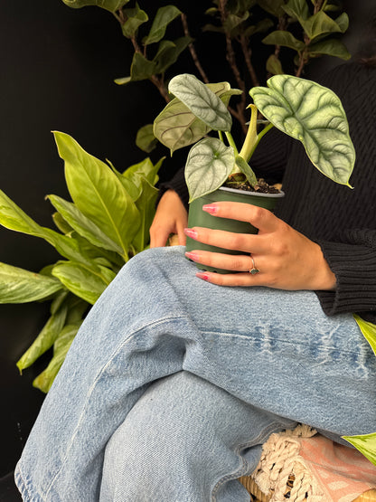 a person holding an alocasia silver dragon plant