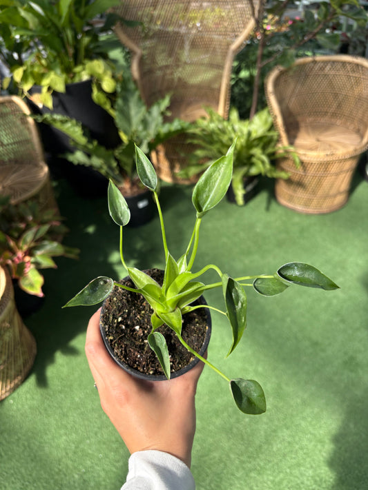 Person holding a small potted Alocasia Tiny Dancer plant with a green background