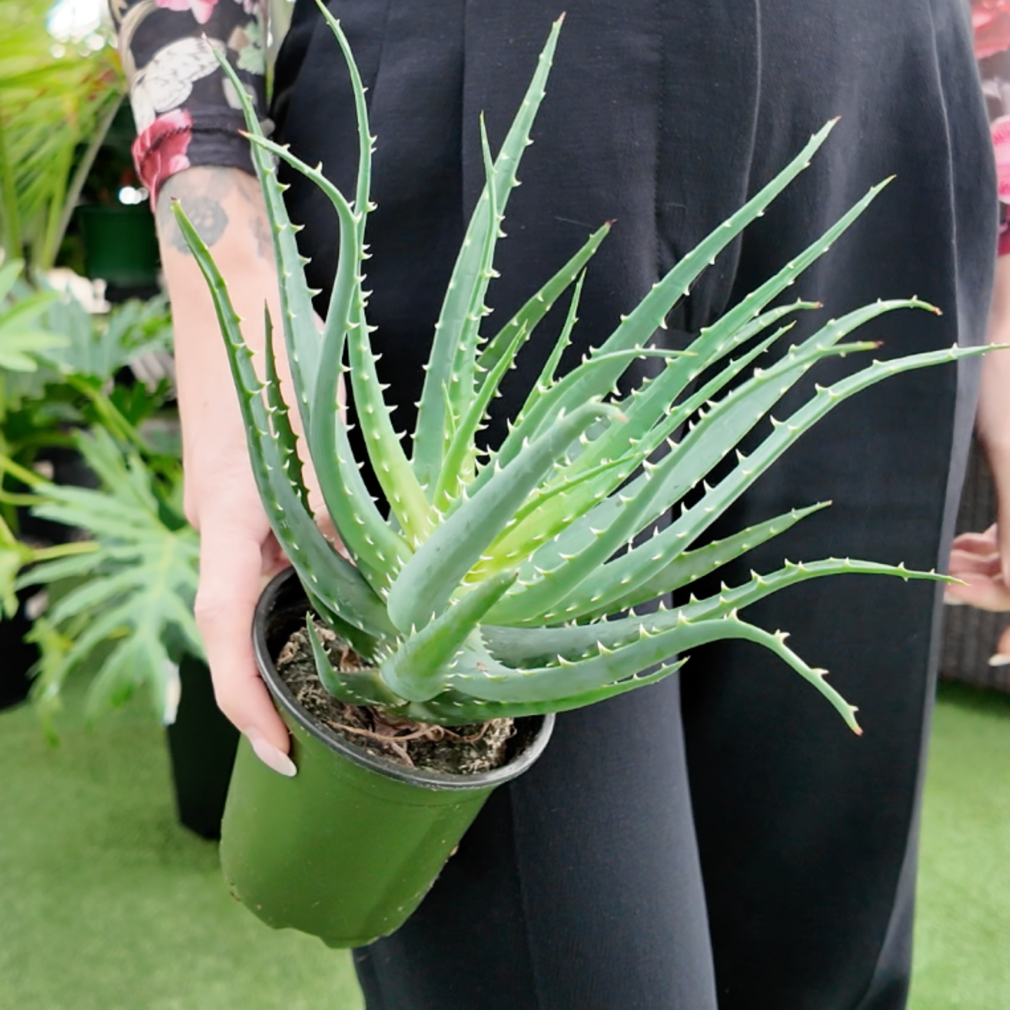 a picture of someone holding aAloe ‘barbadensis Miller’ ‘Mohawk’ plant with long spiky aloe leaves in a greenhouse setting 