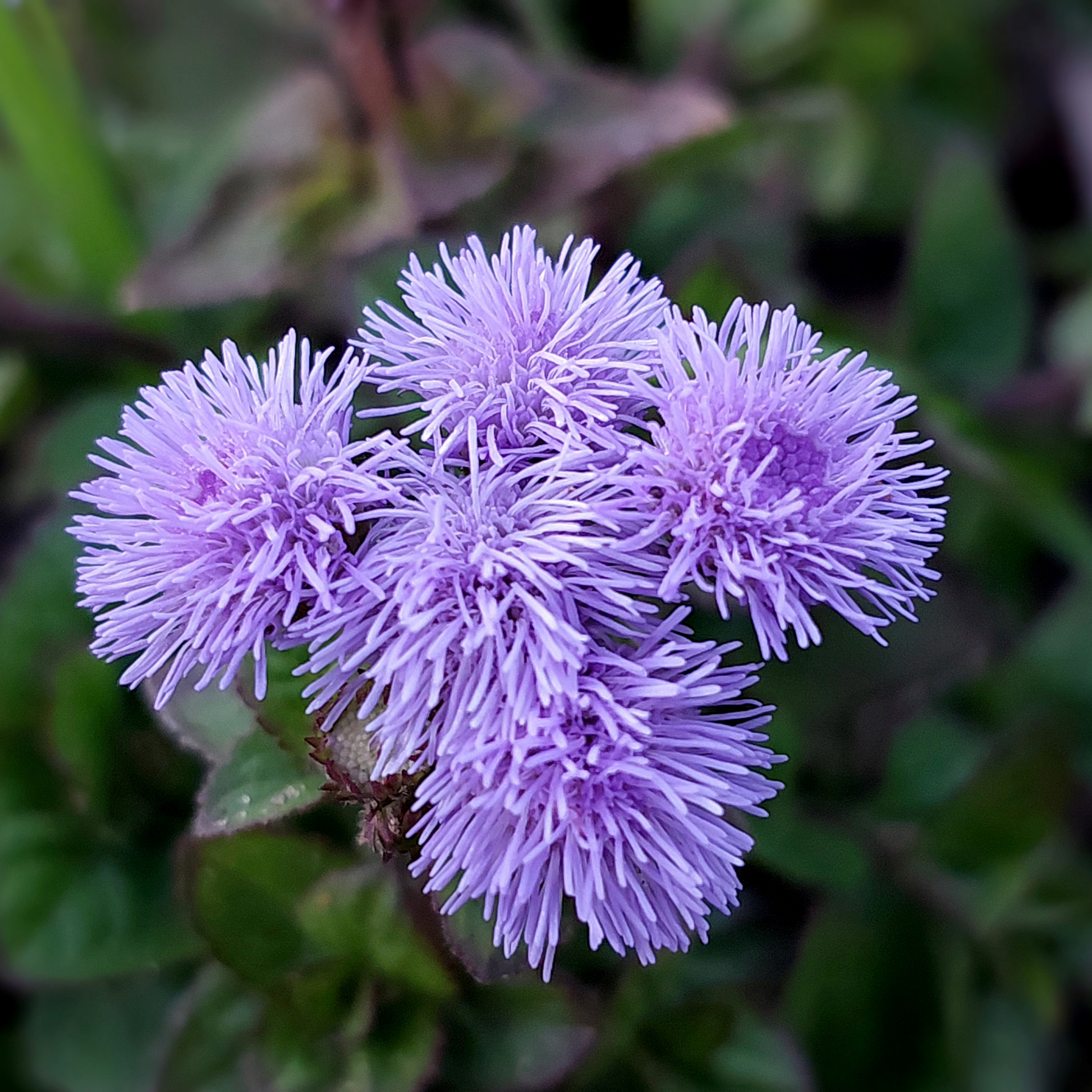 a close up of multiple pale purple aloha dwarf blue ageratum flowers with a soft blurred leafy background
