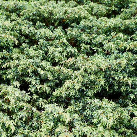 Close-up of dense green alpine carpet juniper foliage with needle-like leaves filling the frame.