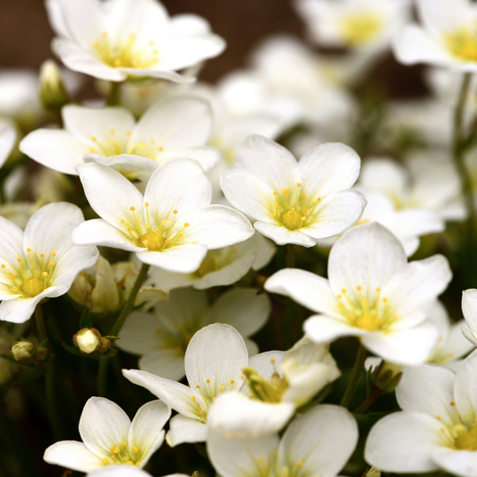 a close up of white alpino early white saxifrage flowers with yellow centres in an outdoor garden setting