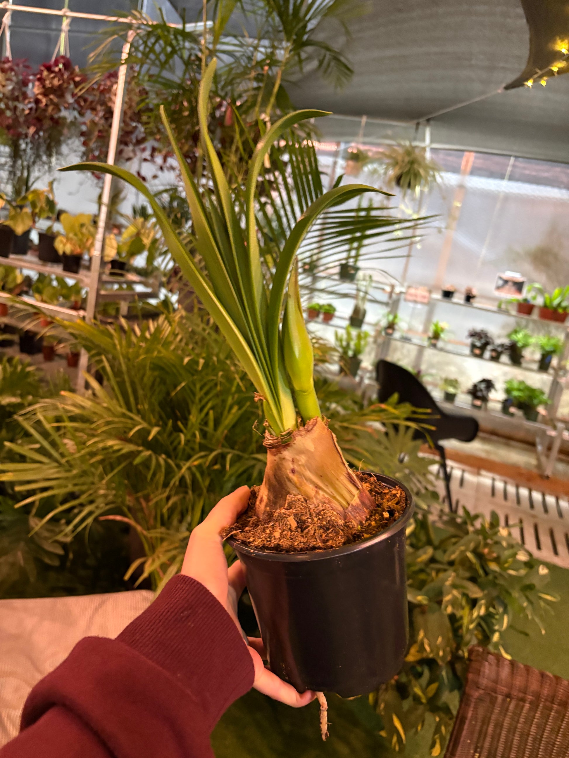 Person holding a potted Amaryllis plant in an indoor setting with other plants in the background