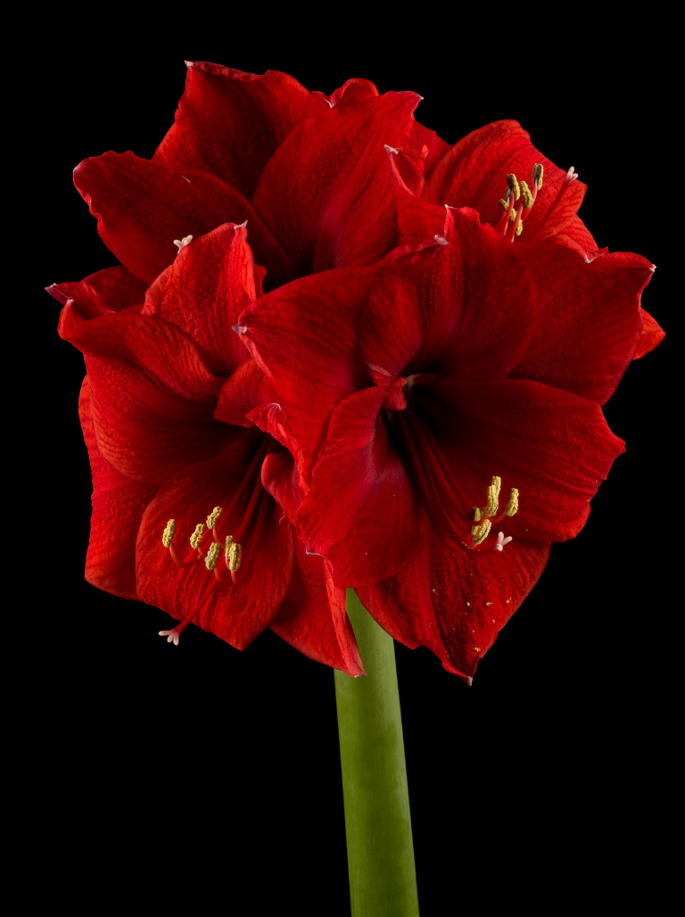Red amaryllis flower against a black background