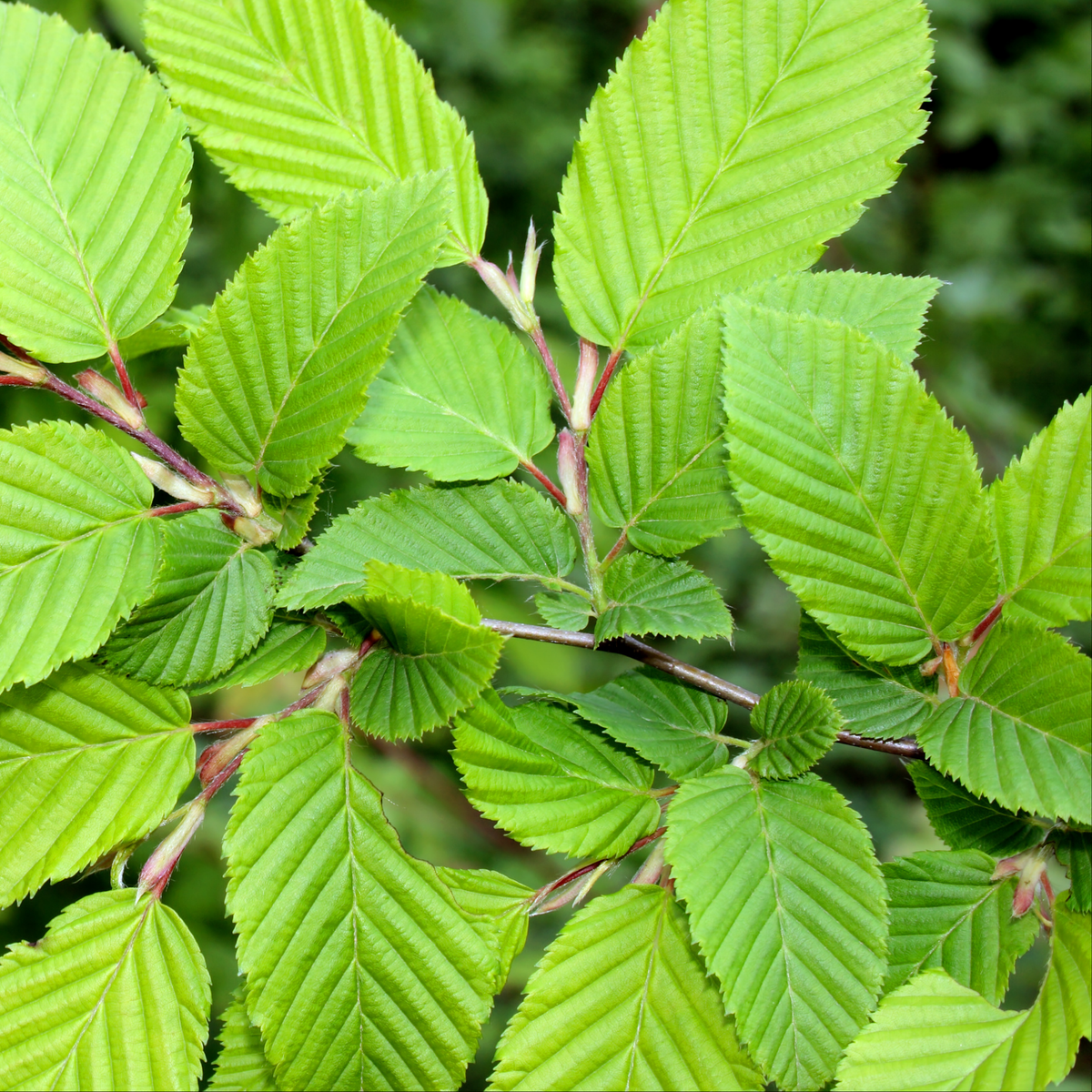 a close up of the bright green serrated leaves of an American elm tree with a soft blurred background in an outdoor setting