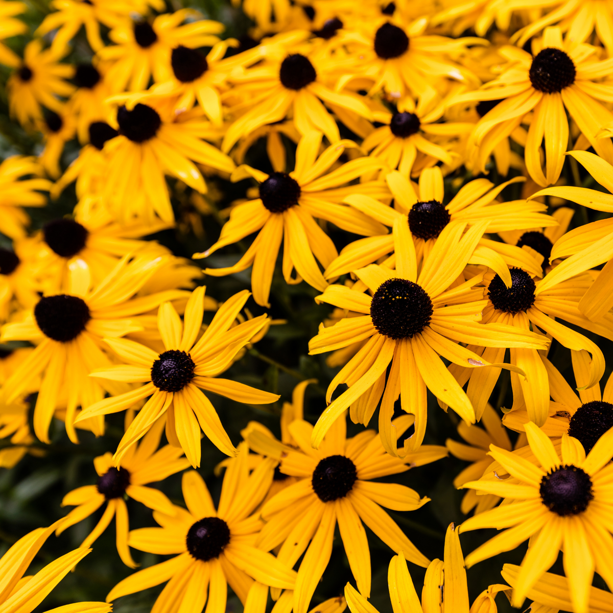 many bright yellow American gold rush black eyed susan flowers with dark centres in an outdoor garden setting