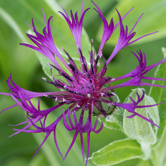 bright purple amethyst dream mountain cornflower surrounded by greenery