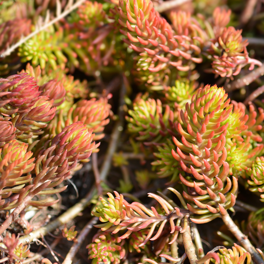 Close-up of a succulent like Angelina stonecrop plant with dense clusters of small, fleshy leaves in warm reddish-orange and green tones, growing among thin brown stems.