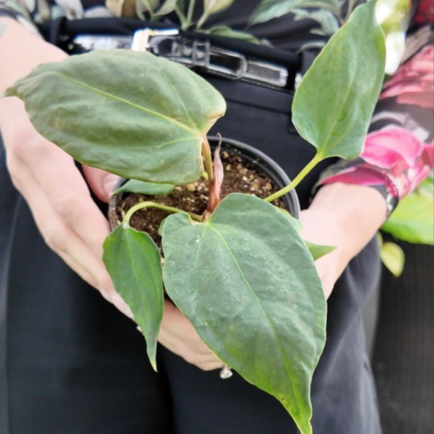 Person holding a potted Anthurium Portillae with green leaves