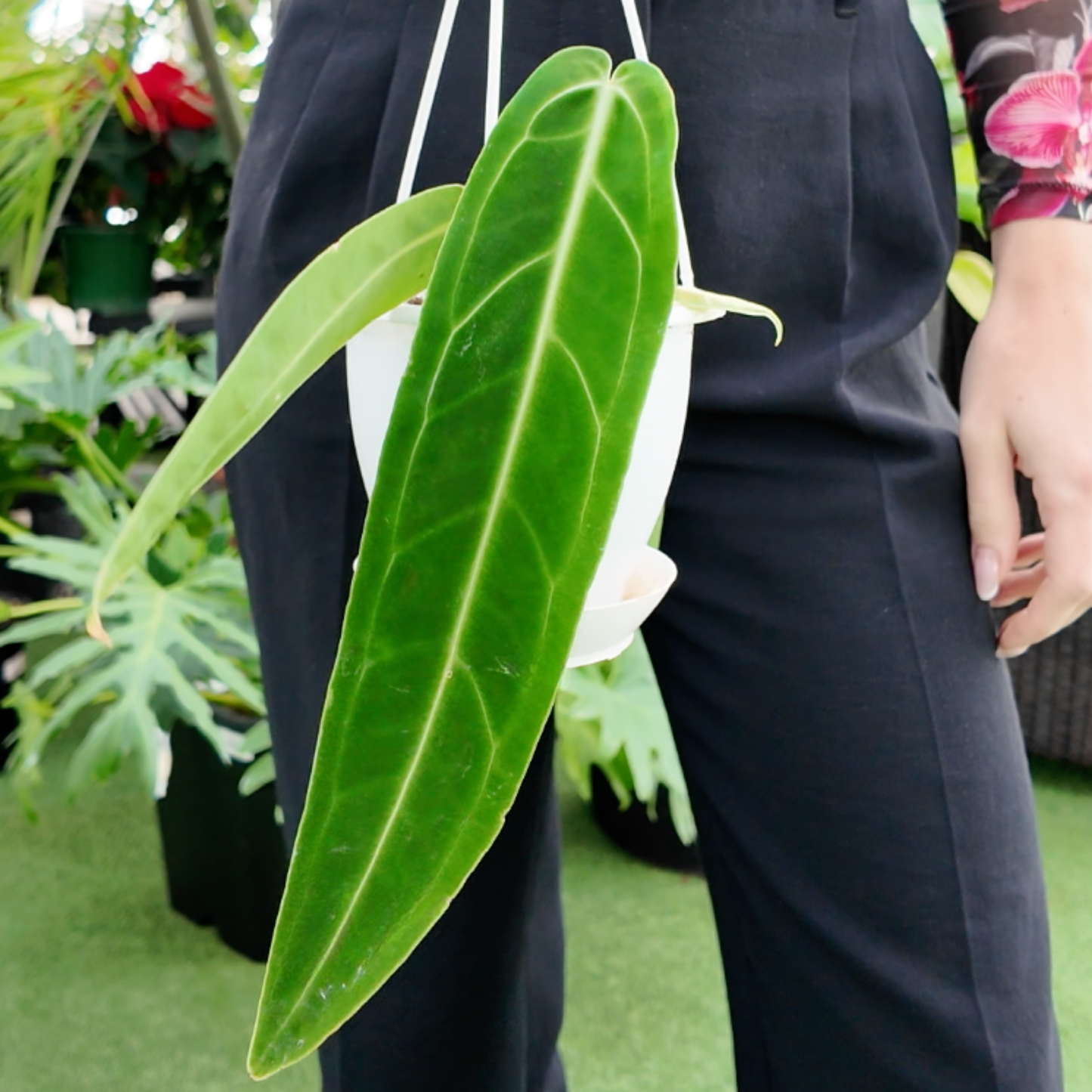 Person holding a potted Anthurium Warocqueanum a blurred background of plants