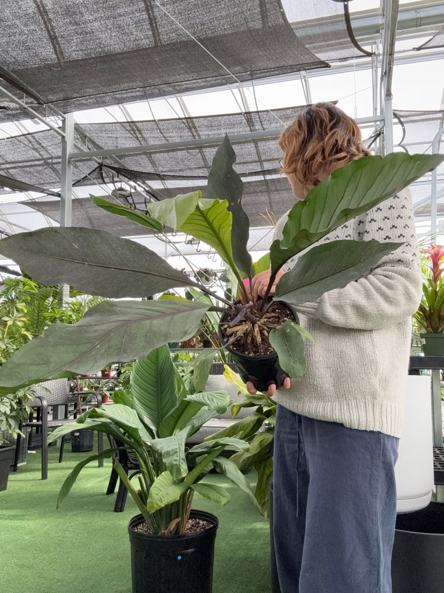 Person holding a large green leafy Anthurium Big Red Bird plant indoors with a blurred background