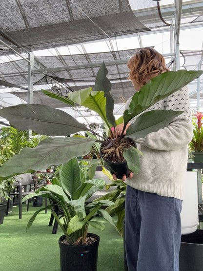 Person holding a large green leafy Anthurium Big Red Bird plant indoors with a blurred background