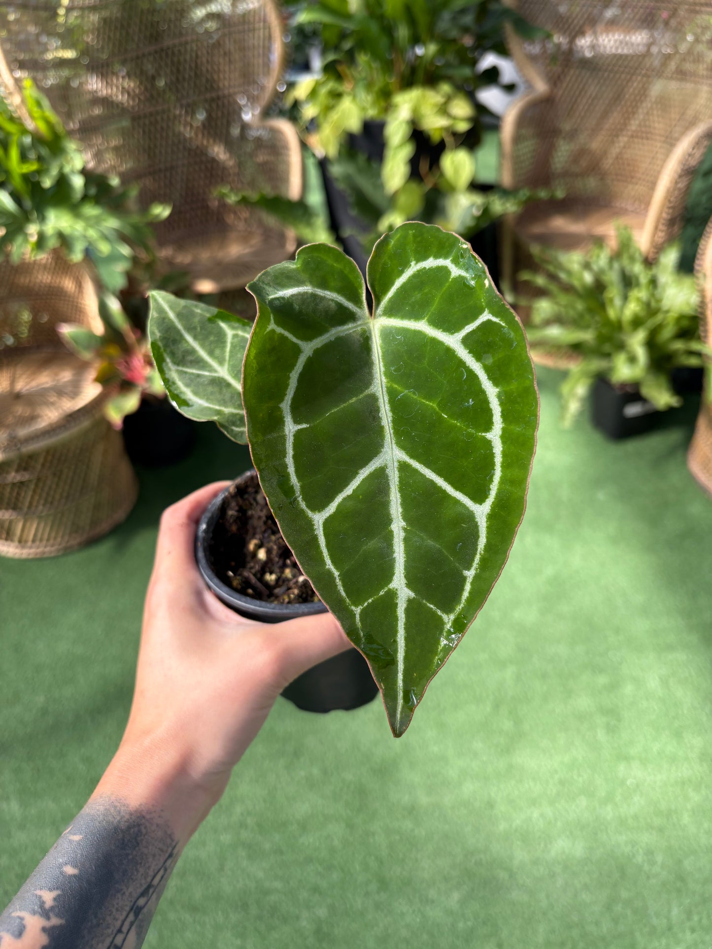 Hand holding a potted Anthurium Crystallium plant with green leaves against a blurred green background