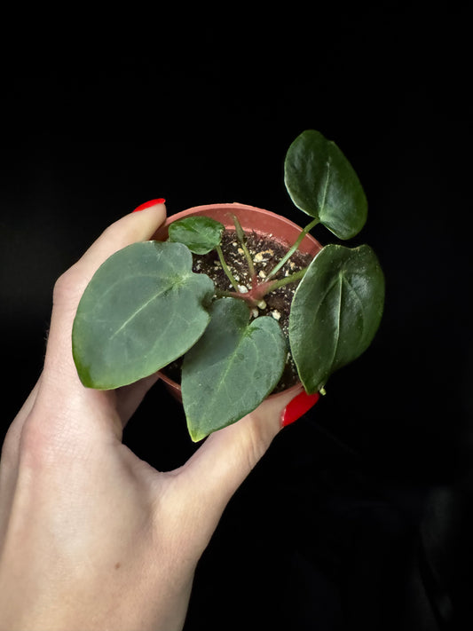 Hand holding a small potted Anthurium Dark Phoenix × Forgetii plant against a dark background