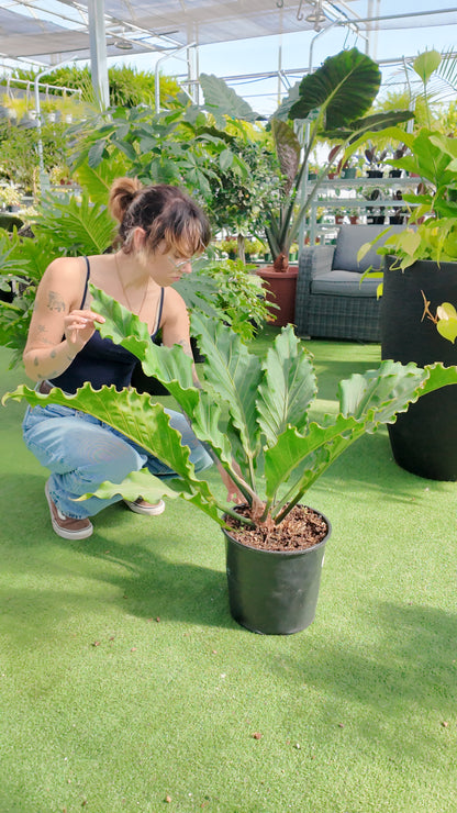 Person examining a large pottedAnthurium Hookerii plant in a greenhouse setting