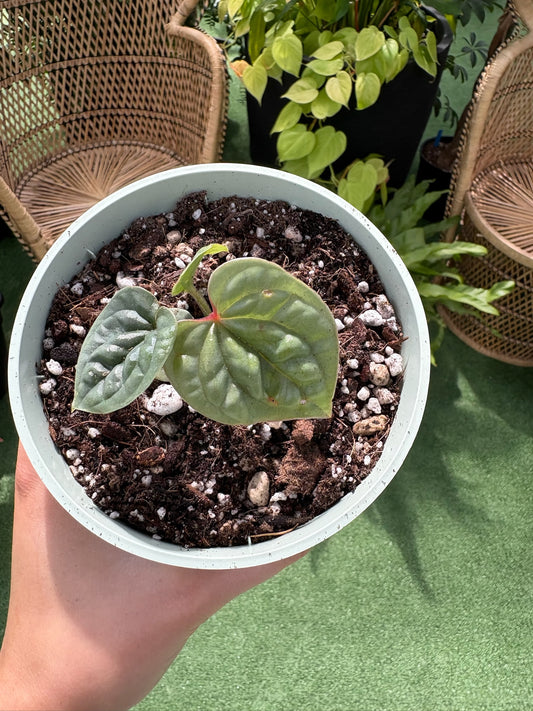 Small potted Anthurium Luxurians X Warocqueanum plant with thick textured green leaves held in a hand with a blurred background of greenery and wicker furniture.