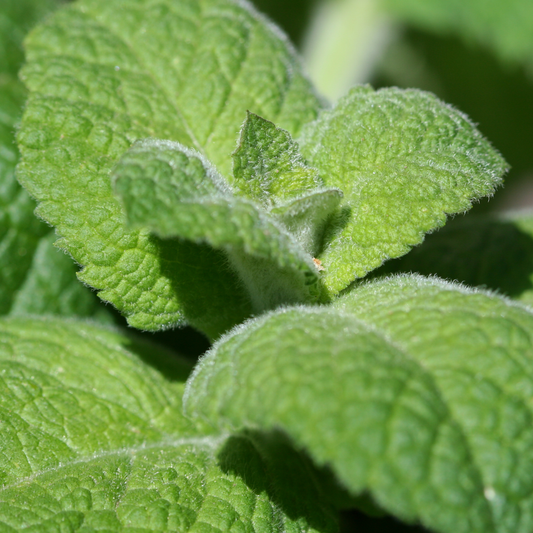 a close up of the bright green leaves with small white fuzzy like texture of an apple mint plant