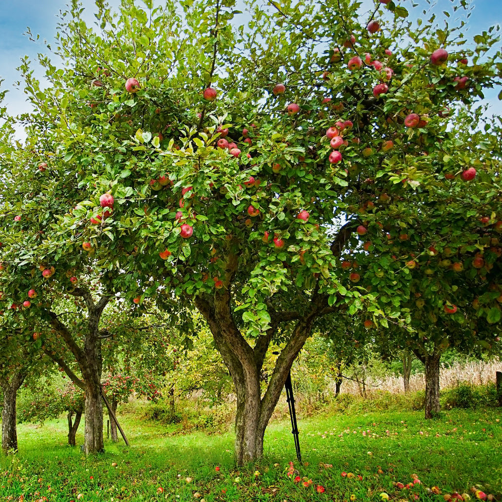 Honeycrisp™ Apple