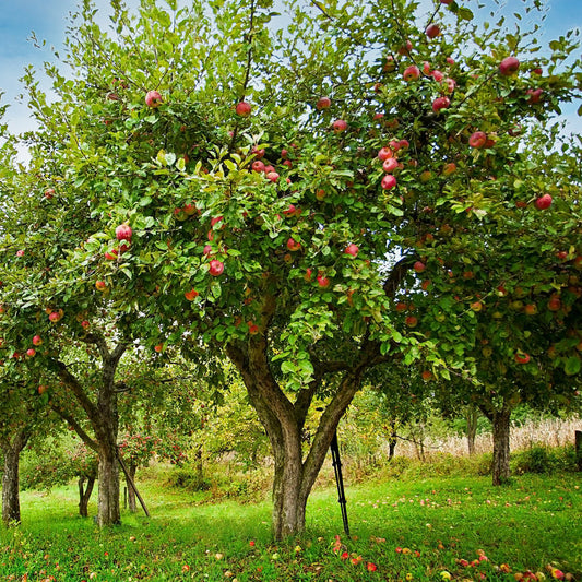 Pomme Honeycrisp™