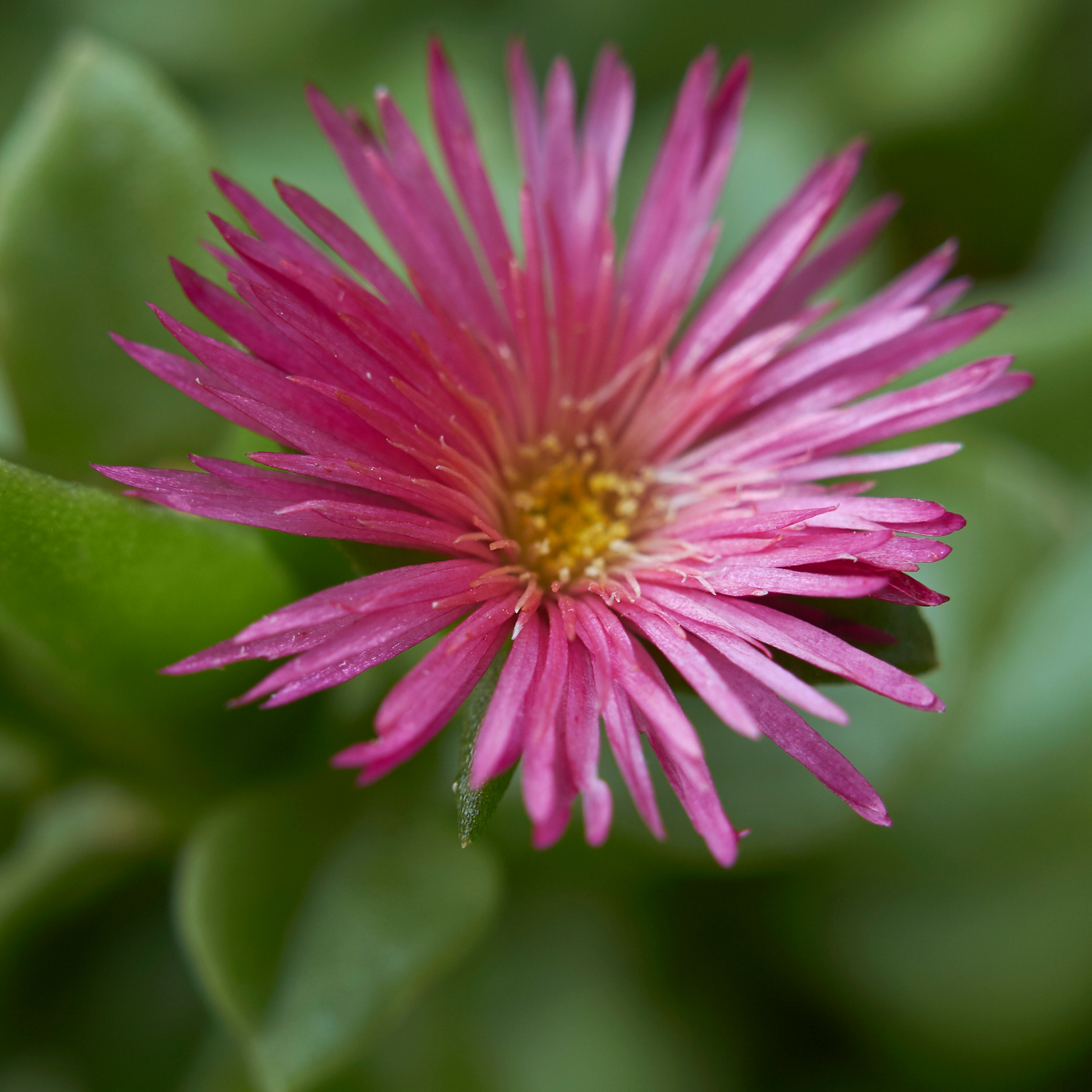 a bright pink aptenia red apple with this petals and a yellow centre with a blurred green leafy background