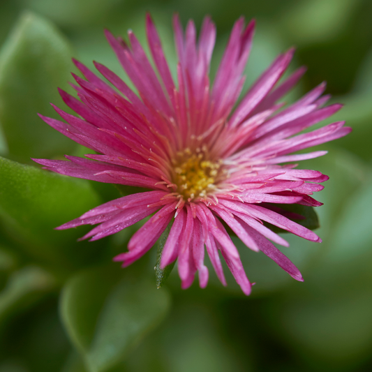 a bright pink aptenia red apple with this petals and a yellow centre with a blurred green leafy background