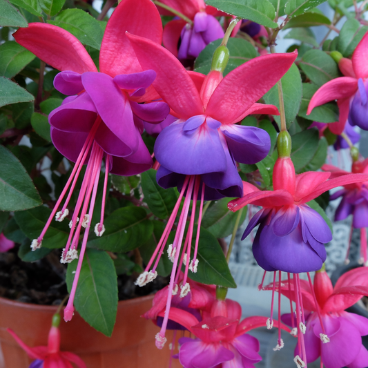 many bright. pink and purple aerates jollies reims upright fuchsia flowers growing in a pot with green stems in an outdoor garden setting