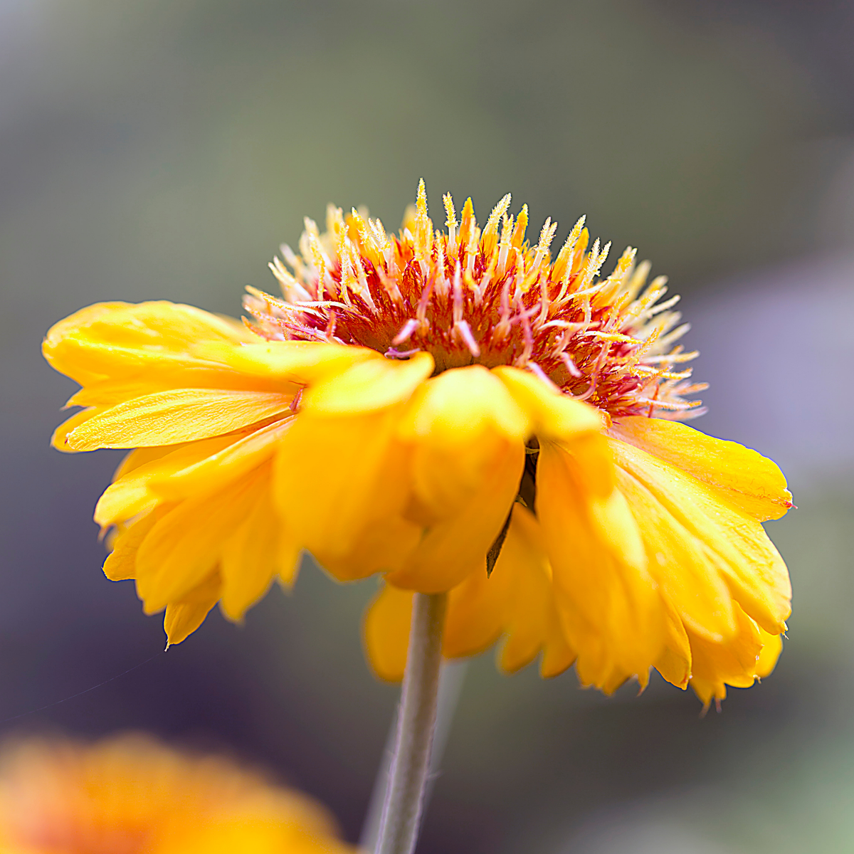 a close up of a bright yellow Arizona apricot blanket flower with a large darker middle with a soft blurred background in an outdoor garden setting