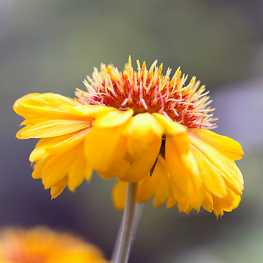 a close up of a bright yellow Arizona apricot blanket flower with a large darker middle with a soft blurred background in an outdoor garden setting