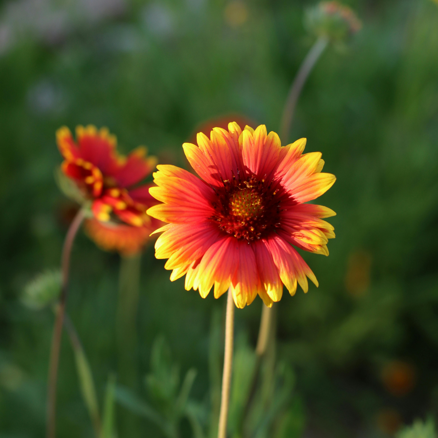 A close-up of a bright orange and yellow Arizona red shades blanket flower with a dark reddish-brown center, photographed outdoors against a soft green blurred background.