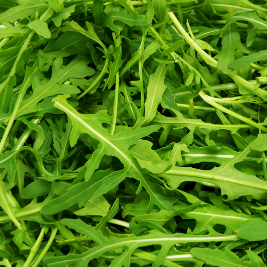 the screen is full of many bright green arugula leaves with light centres