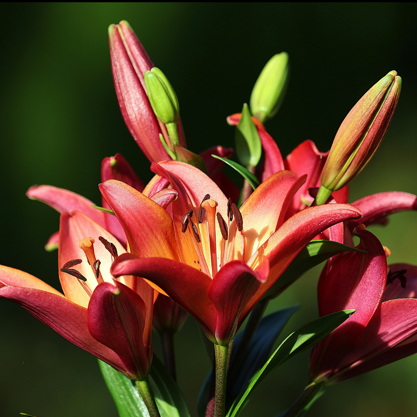 a close up of many bright red asiatic lily tropical joy lily flowers with light orange colouring towards the centres of the flowers against a soft blurred green background