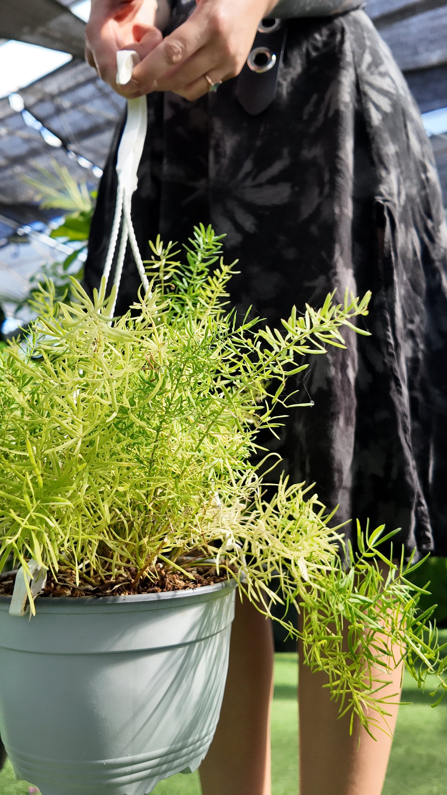 Person holding a potted Sprengeri Fern plant with a blurred background