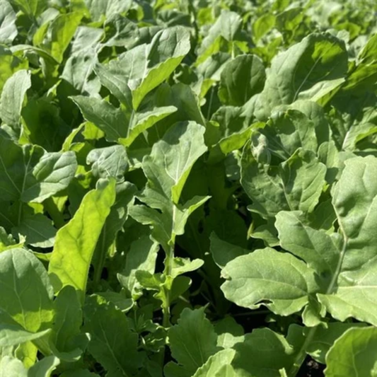a close up of bright green Astro Organic greens growing in an outdoor setting