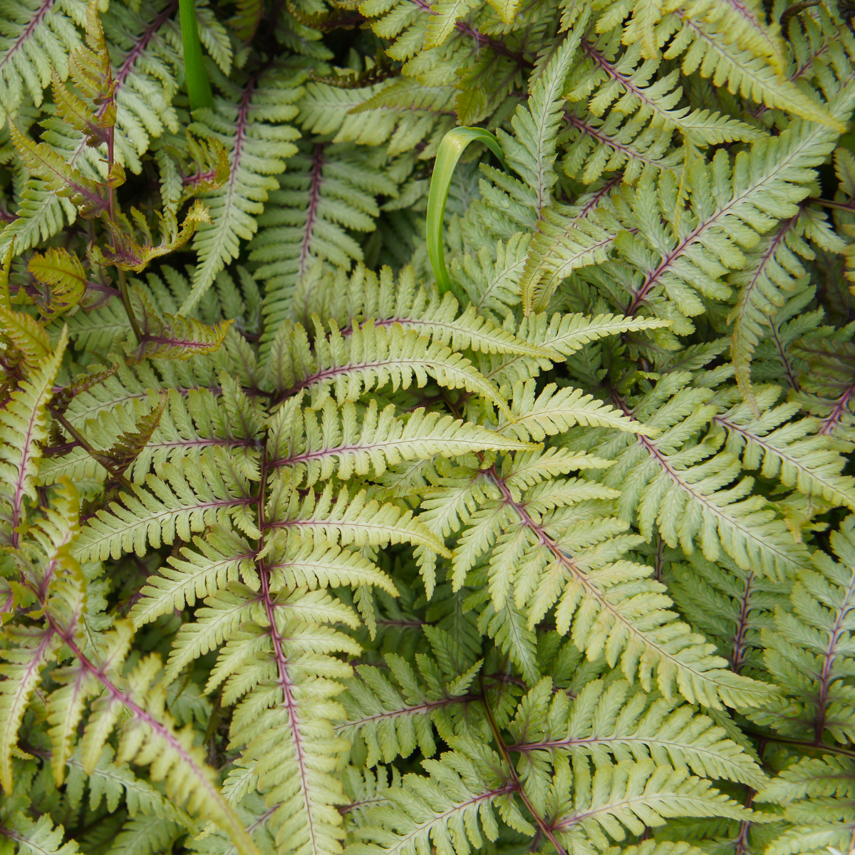 the screen is full of pale leafed anthurium crested surf Japanese painted ferns with red centre stems