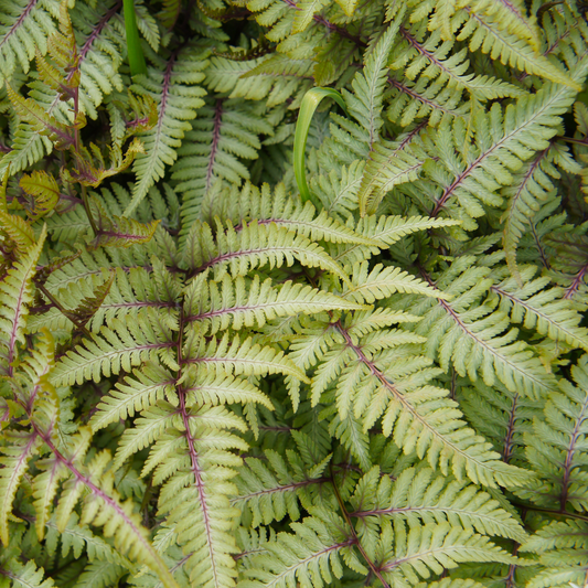 the screen is full of pale leafed anthurium crested surf Japanese painted ferns with red centre stems