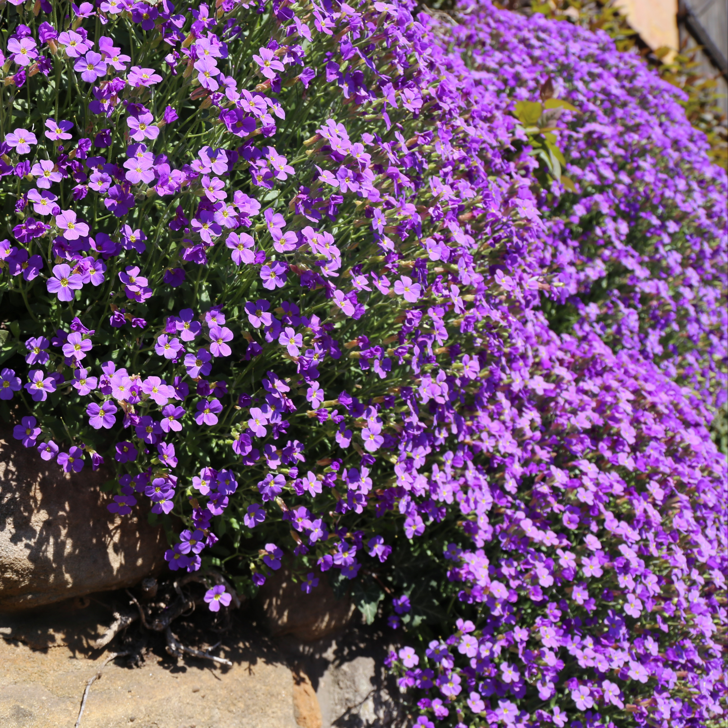 a large amount of bright purple aubrietia gracilis rock on blue cress flowers in an outdoor setting