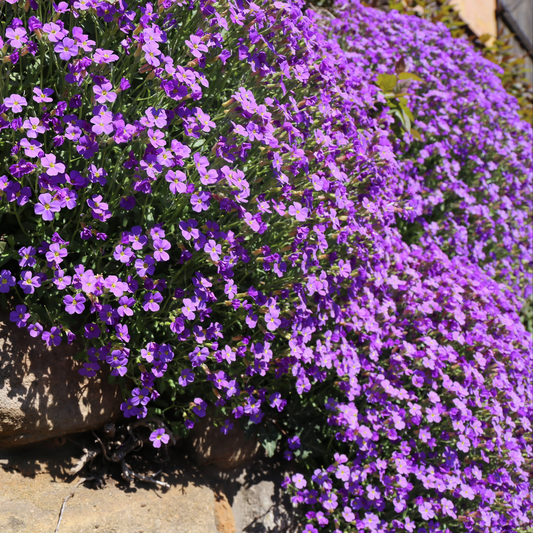 a large amount of bright purple aubrietia gracilis rock on blue cress flowers in an outdoor setting